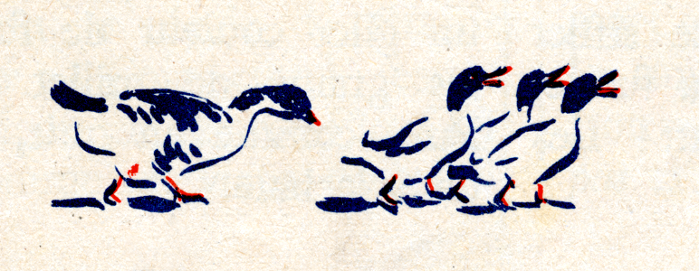 canards