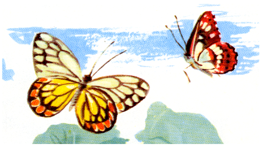 papillons