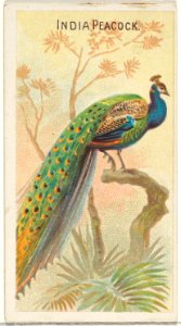 India Peacock, from the Birds of the Tropics series (N5) for Allen & Ginter Cigarettes Brands, 1889.