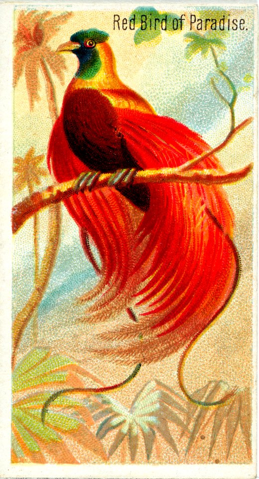 Red Bird of Paradise, from the Birds of the Tropics series (N5) for Allen & Ginter Cigarettes Brands, 1889.