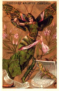 Chicorée Arlatte Cambrai.