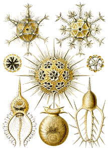 Phaeodaria