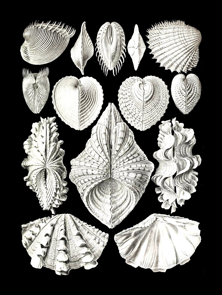 Acephala