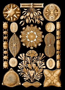 Diatomea