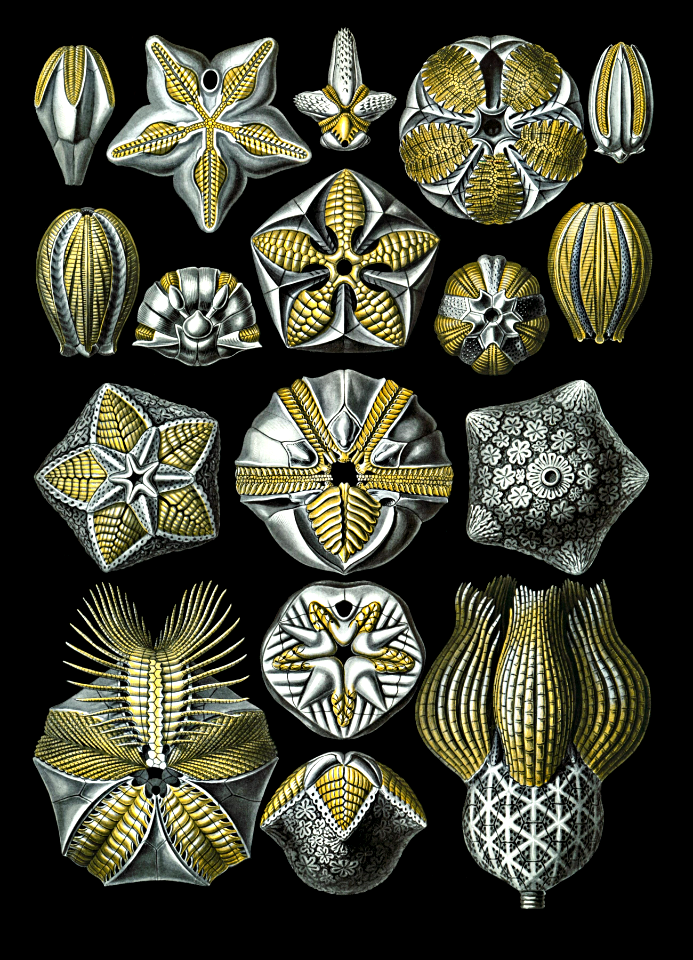 Blastoidea