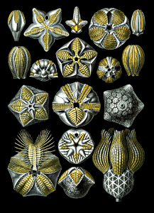 Blastoidea