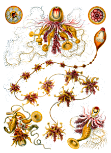 07 - Siphonophorae