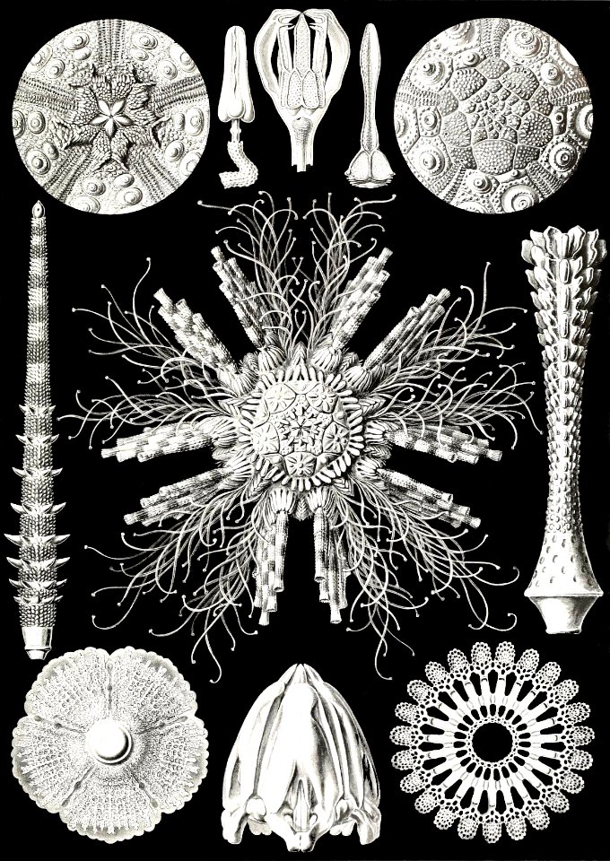 Echinidea