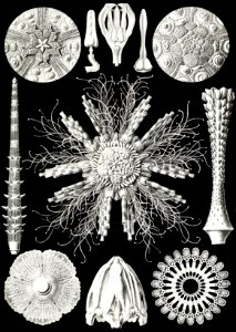 Echinidea
