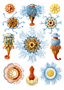 Siphonophorae