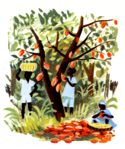 cacao