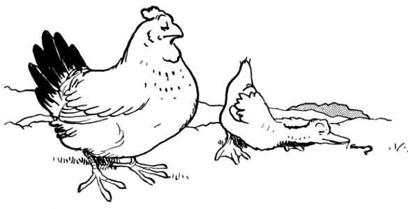 contes de la chèvre noire-5