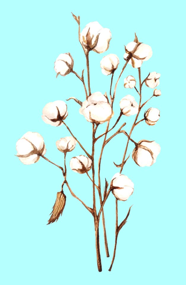 Cotton plant graphic black white isolated sketch illustration vector Stock  Vector Image & Art - Alamy