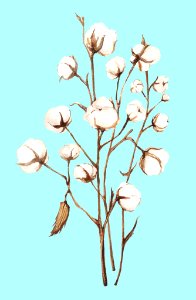 Cotton plant. Free illustration for personal and commercial use.