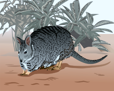 Banded hare-wallaby. Free illustration for personal and commercial use.