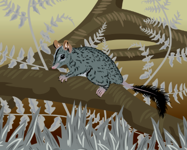 Brush Tailed Phascogale. Free illustration for personal and commercial use.