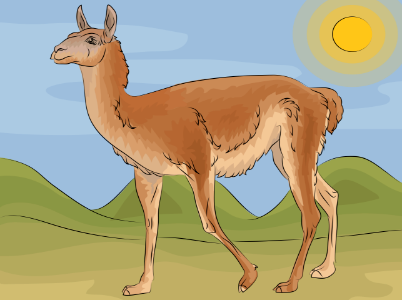 Guanaco. Free illustration for personal and commercial use.