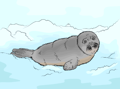 Harp Seal. Free illustration for personal and commercial use.