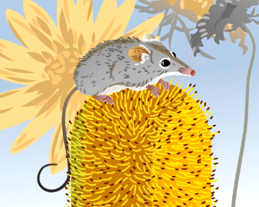 Honey Possum. Free illustration for personal and commercial use.
