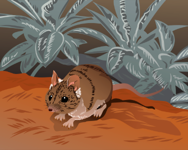 Julia Creek Dunnart. Free illustration for personal and commercial use.