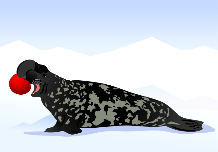 Hooded Seal. Free illustration for personal and commercial use.