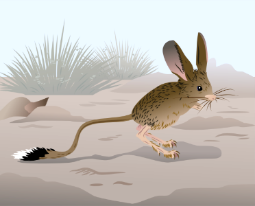 Long-Eared Jerboa. Free illustration for personal and commercial use.