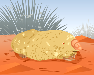 Marsupial Mole. Free illustration for personal and commercial use.