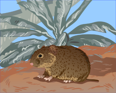 Prairie vole. Free illustration for personal and commercial use.