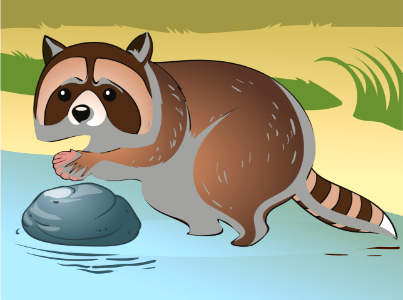 Raccoon. Free illustration for personal and commercial use.