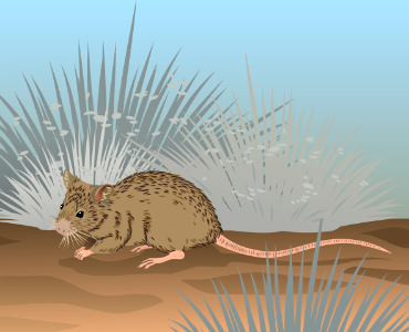 Shark Bay Mouse. Free illustration for personal and commercial use.