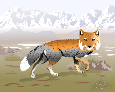 Tibetan fox. Free illustration for personal and commercial use.