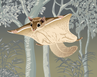 Woolly Flying Squirrel. Free illustration for personal and commercial use.