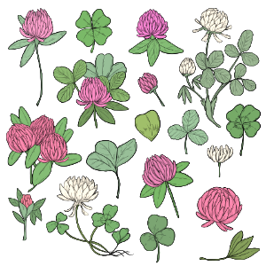 Clover. Free illustration for personal and commercial use.