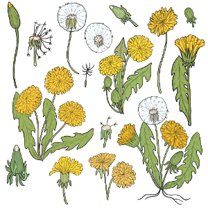 Dandelion. Free illustration for personal and commercial use.