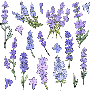Lavender. Free illustration for personal and commercial use.