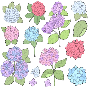 Hydrangea. Free illustration for personal and commercial use.