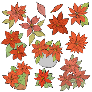 Poinsettia. Free illustration for personal and commercial use.