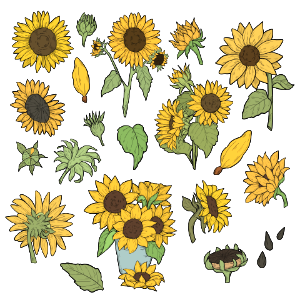 Sunflower. Free illustration for personal and commercial use.