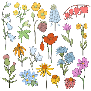 Wild flower. Free illustration for personal and commercial use.