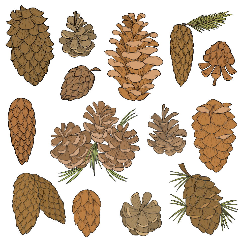 Pine cone - Free Stock Illustrations | Creazilla