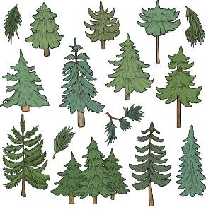 Evergreen tree. Free illustration for personal and commercial use.