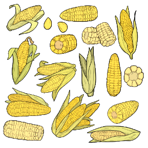 Corn. Free illustration for personal and commercial use.