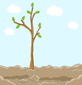 Planted tree. Free illustration for personal and commercial use.