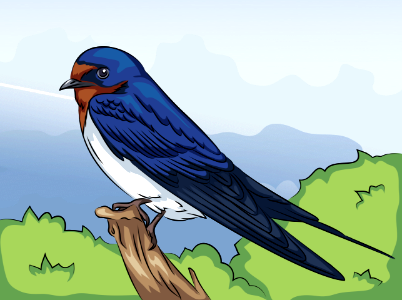 Barn Swallow. Free illustration for personal and commercial use.