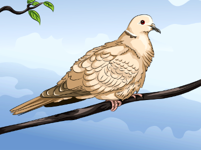 Collared Dove. Free illustration for personal and commercial use.