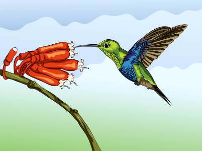 Hummingbird. Free illustration for personal and commercial use.