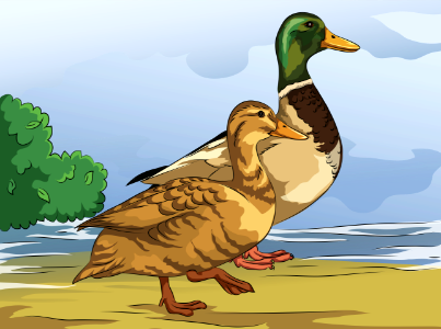 Male and Female Mallard Ducks. Free illustration for personal and commercial use.