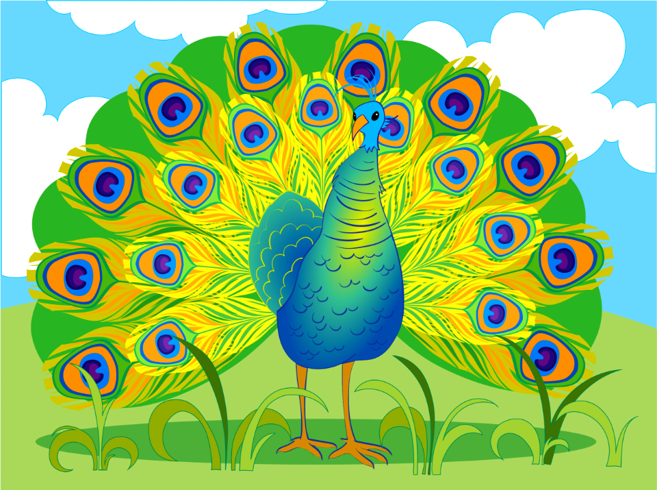 peacock illustration free download