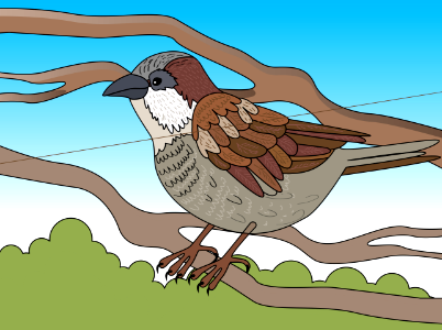 Sparrow. Free illustration for personal and commercial use.