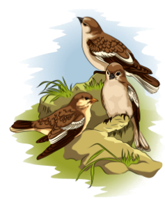 Sparrows. Free illustration for personal and commercial use.